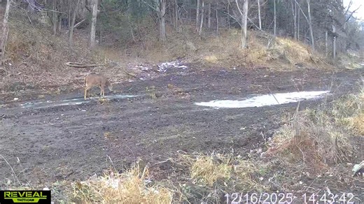 Nice looking buck that survived the hunting season! Thats great to see #survived #deer #buck | Reel Fresh Catch