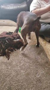 Crazy dog playing with the baby toy | Harold Jackson