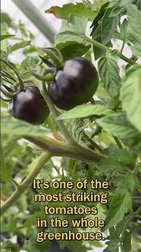 Nova Nursery – Queen of the Night: A Tomato with Royal Drama