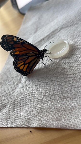 Master Splinter on Reels