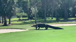 76K views · 2.8K reactions | The 10th hole at the appropriately named Gator Creek Golf Club in Sarasota just got a bit more challenging!  Naphatara Teerasitikul and FOX 13's Chris Cato | FOX 13's Paul Dellegatto | Facebook