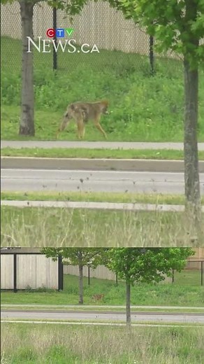 Coyotes spotted in Ottawa park