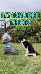 106 reactions · 16 shares | Welcome to Day 4 of our 7-Day Dog Sport...