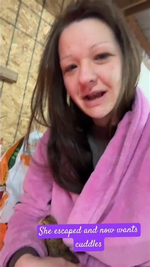 Escaped chick cuddles me instead of running away