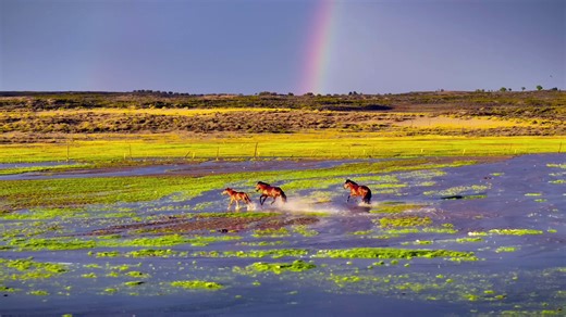 🌈 Ordos grassland dazzles after rain with a stunning rainbow, as free-spirited horses gallop beneath its arc. A serene symphony of nature's beauty invites you to savor the moment.🐎🌿 | Discover Ordos