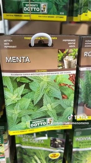 Potted Mint: How to Grow It (No Mistakes)