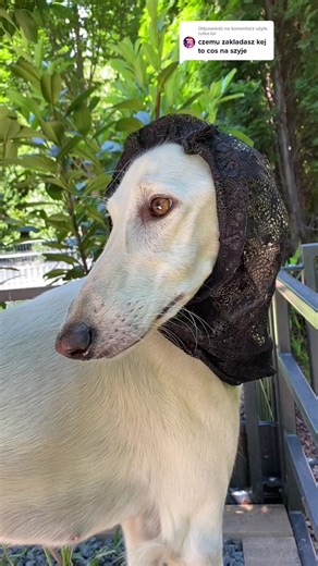 vloggodoggo na TikTok