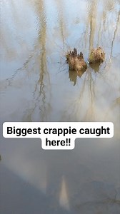 Big crappie around tree tops!! | The Fishing King
