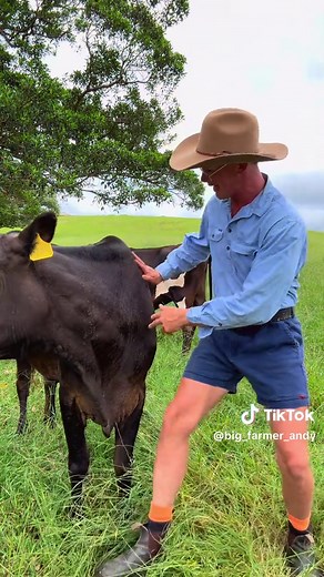 First Time Pregnancies on Our Dairy Farm