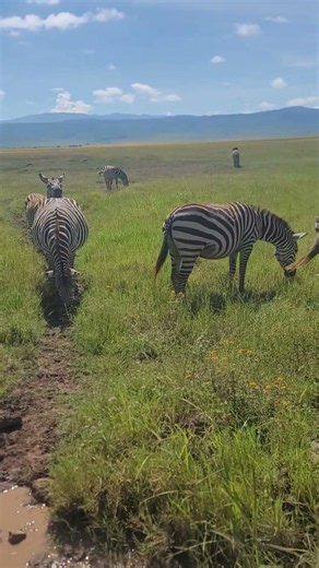Up close with nature’s masterpiece 🦓✨ Every stripe tells a story.