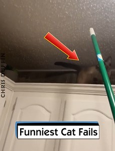 1.6K views · 43 reactions | Funniest Cat Fails | Chris Duffin | Facebook