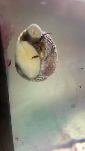 Turbo snail doing what it does best!
