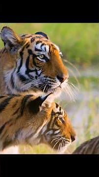 🚨🐅🦌 Tiger vs Deer – Silent Hunt in the Wild 😱⚡ In the wild, tigers #wildlife #nature #survival #acti