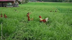 Chicken stands in fenced farm enclosure, surrounded by vibrant green grass under open sky in Germany. It pecks at ground, enjoying the fresh air and natural surroundings in peaceful, rural setting.