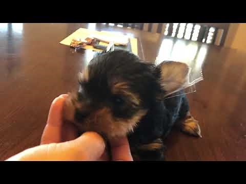 “How To” tape get my puppies ears to stand. Yorkie taping ears