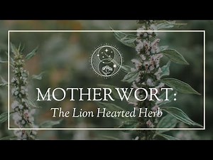 Motherwort: The Lion Hearted Herb