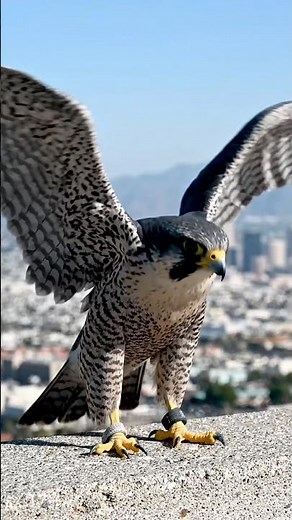 SanDiego’s peregrine falcon superstarDragon Lady fierce, fast, and ruling the skies🦅#eagle #foryou