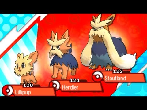 How to Evolve LILLIPUP into HERDIER and STOUTLAND (Level 16 & 32) - Pokemon Sun & Moon