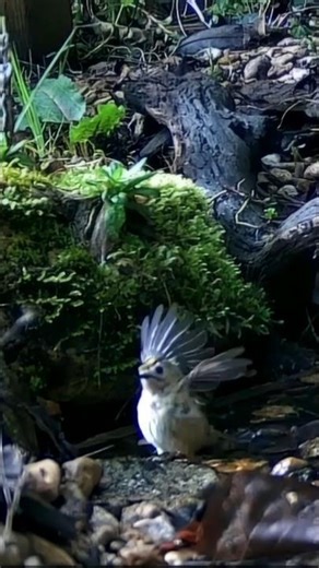 🐦🎦 GOLDCREST (or FIRECREST?) BATHTIME IN CLOSEUP