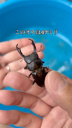 コクワガタの産卵セット、準備します！｜Breeding Setup 🪲 #クワガタ #オオクワガタ # #クワガタ飼育