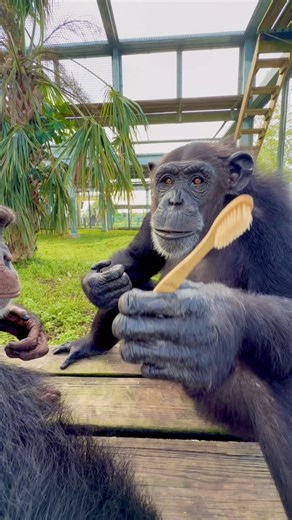 Save the Chimps on Instagram: "It’s Dental Weekend 🦷 here at the sanctuary and everyone is excited about their new toothbrushes!🪥 Thank you @thedcc2025 for sending us all of these toothbrushes. During Dental Weekend, Save the Chimps and The Dental Coalition for Conservation will be doing dental procedures on 4 different chimpanzees. Thank you to all involved for keeping our residents healthy. #toothbrush #dentist #chimpanzee #savethechimps #dentist #veterinarian"