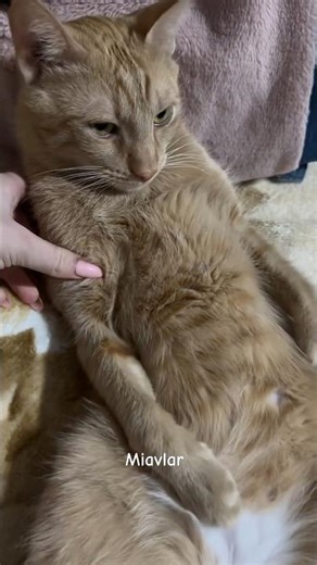 #cat #vlog #kedileralemi #turkishcat #catsoftürkiye #funny