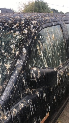 Understanding the Significance of Bird Poop on Cars