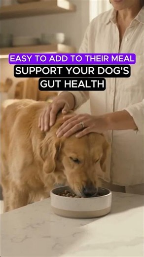 Purina Pro Plan FortiFlora for Dogs | Easy Probiotic Supplement Routine 🐶 #Shorts