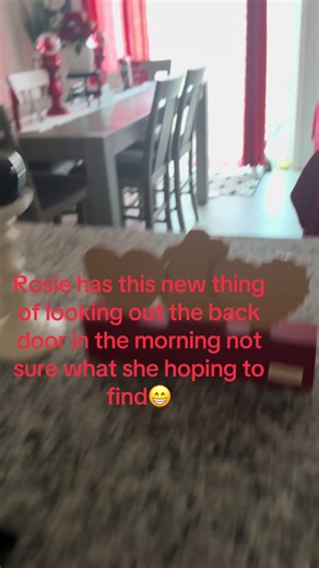 Rosie looking out the back door in the mornings. So cute 🥰 #sassyrosie #yorkielifestyle😎🥰😍 #yorkie #viralyorkies