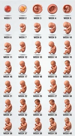 Baby Developmental stages from week 1 to week 40 #pregnancy #pregnancyjourney