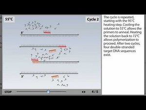PCR Process Animation from Microbiology 2e