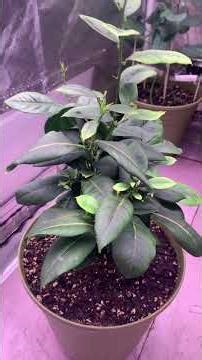 My Meyer lemon tree 🌳 #lemon #organic #plants #garden #nature #indoorplants #wow #fruit #fruits