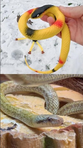 Learn Animal Names for Kids in the Snow: Snake Cow Elephant Tortoise Moose