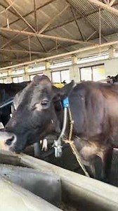 Tail-to-Tail Cattle Housing System Explained | Dairy Farming Success.