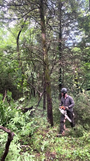 TSI season is upon us! What land projects do you all have planned for this offseason?