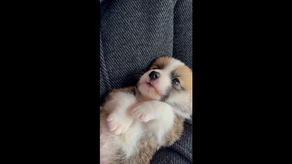 Tiny Talking Corgi Puppy