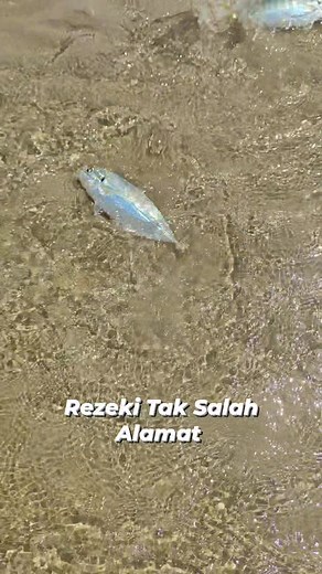 Rezeki tak salah alamat. Jumpa ikan selor pucat.. #reelsviral #fishinglife #YellowtailScad #fyp | Muhammad Faiz