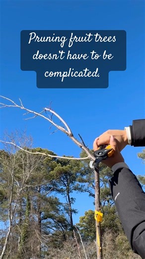 3 steps I follow to prune my container fruit trees