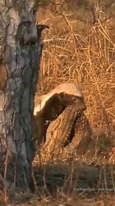 The honey badger kills the crocodile and brings it to a safe place to eat it | HubPlay Vip