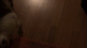 Watch Dazzle DVD Recorder HD - Video Capture Card Device [PC Disc] on Amazon Live