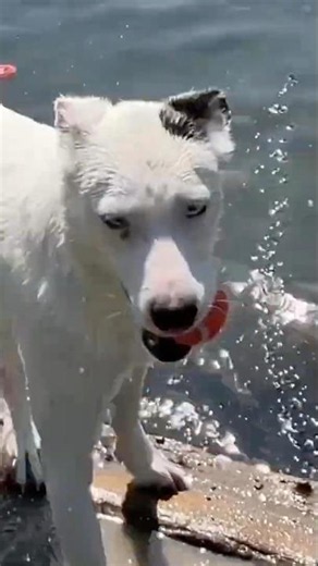 Best Dog Water Park Paradise: Ultimate Relaxation & Fun 🐶 [2026] #Short