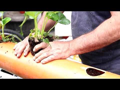 Growing Strawberries in PVC Pipe
