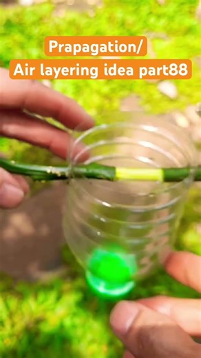 Propagation/ Air layering Methods #bonsai #ytshorts #yt #bonsaitree #garden #virlashort #ytviral