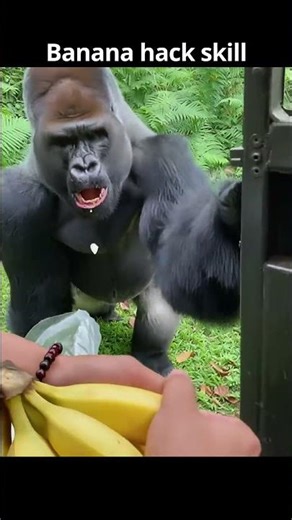 Genius gorilla finds easiest way to get free bananas