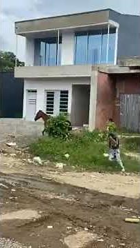 Costeños Comiéndose una BURRA (Yegua) | Lo que Pasa en el Mundo