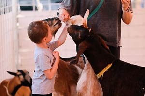 New Mexico’s fair season is coming. Check out events happening across the state