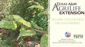 13 reactions | Island Chlorosis on Hackberry is disease that’s not very well known. What is known is that is causes yellow (or chlorotic) blotches on leaves. These blotches can be separated from each other making them look similar to islands, hence the name. If you see these symptoms on your Hackberry tree - no fear! The symptoms of this disease are aesthetic and your tree may still be healthy. | Texas Plant Disease Diagnostic Lab | Facebook