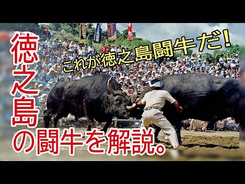 徳之島の闘牛を分かりやすく解説