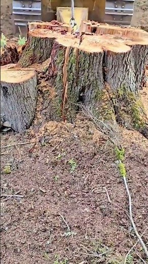 Tree Trunk Splitting Technique Using Heavy Machinery