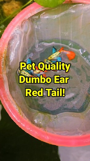 60K views · 936 reactions | Newbie? Instead of buying expensive guppies, why not buy affordable first. 80php pair only.. limited pairs. #guppy #Guppyfish | Albert's Guppy Adventure | Facebook